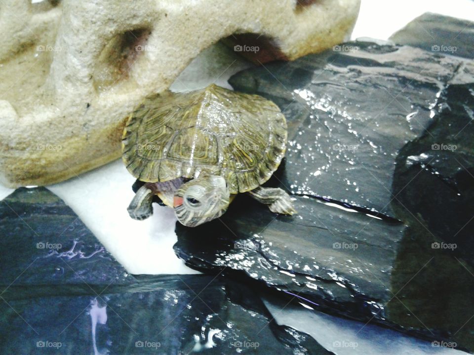 turtle