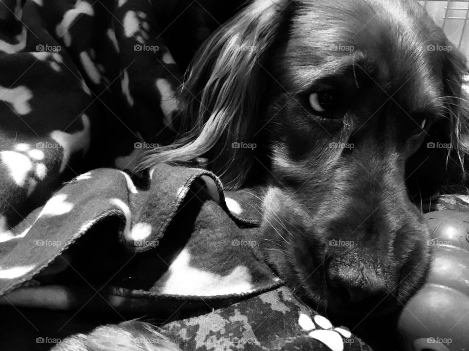 The ... I’m Not Getting A Treat Look



