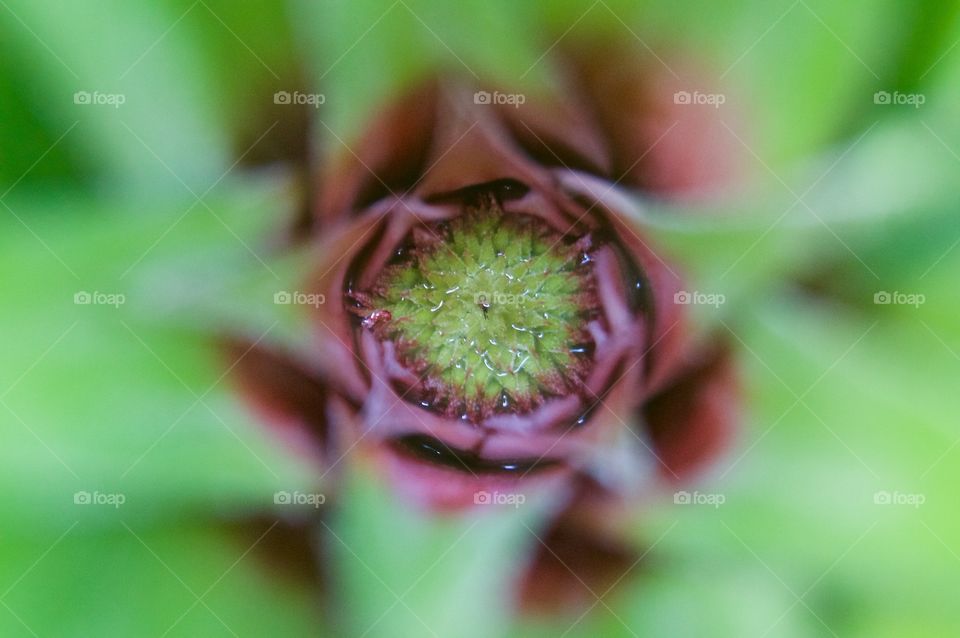 When pineapples start