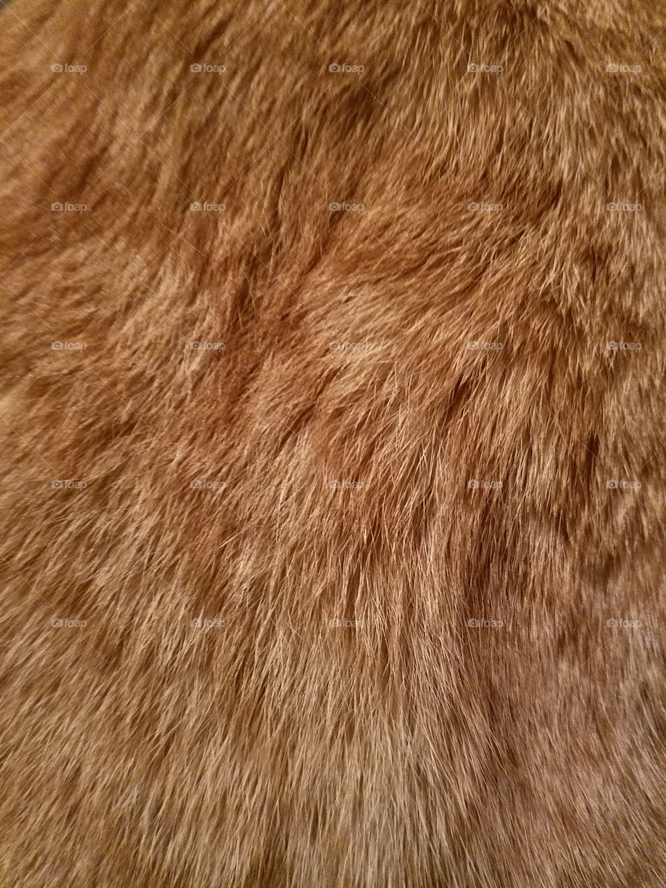 My cats fur, so intense up close and personal. His name is Cheetoh.