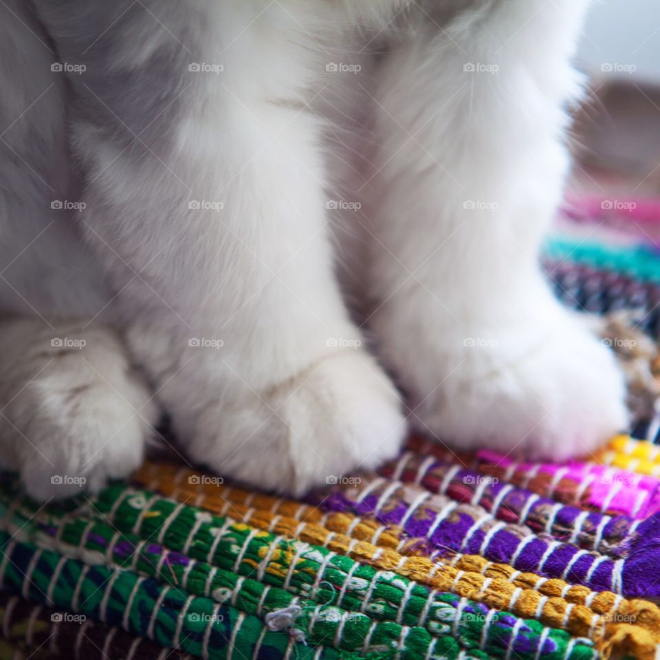 Cats paws