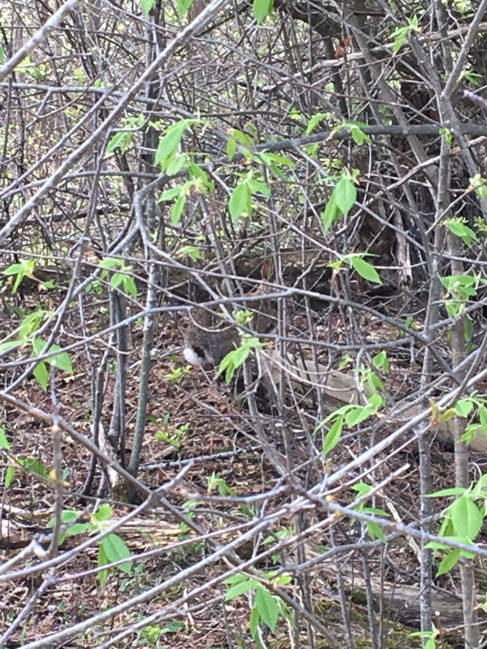 Spring leaves! Can you find a bunny rabbit with white cotton tail?