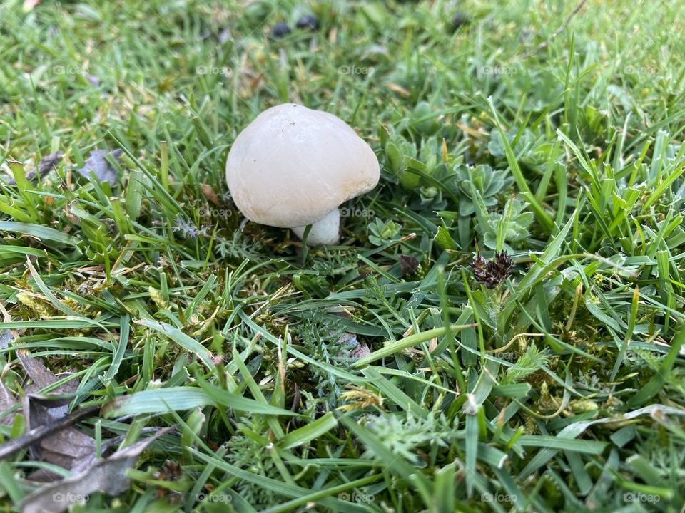 Mushroom 