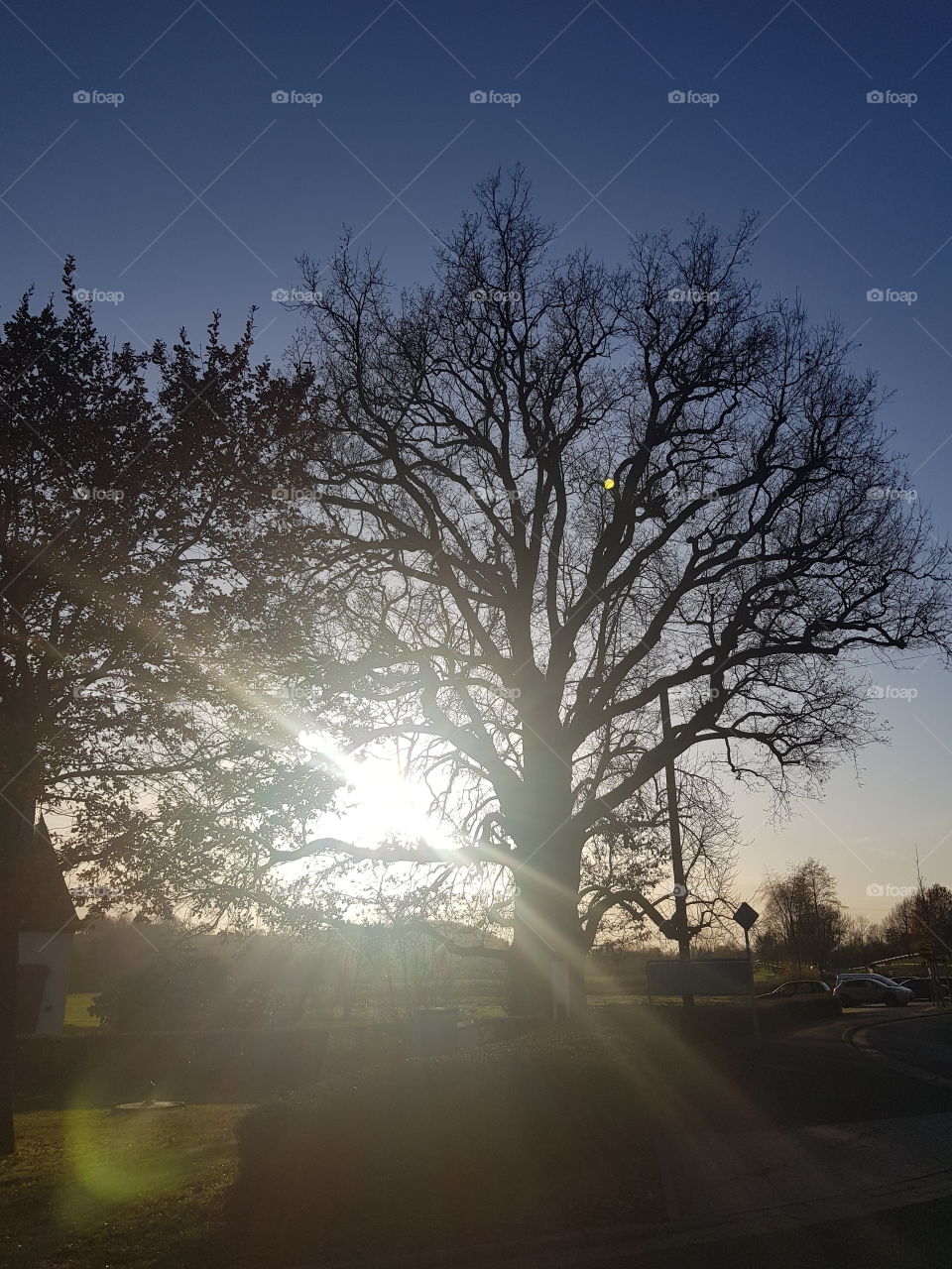 tree behind the sun