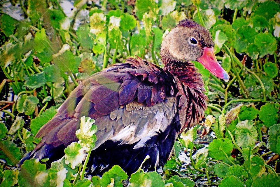 Pretty migratory duck