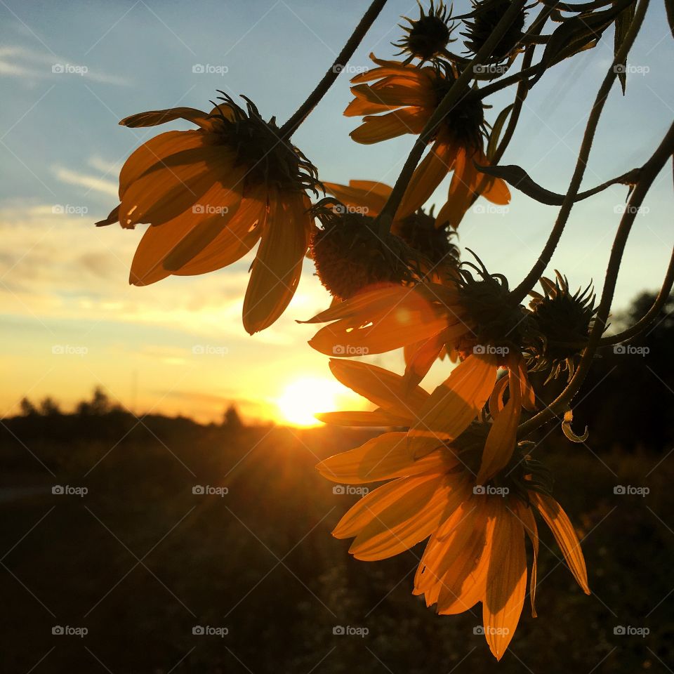 Fall Sunset with Flowers
