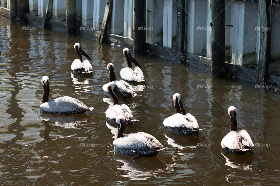 Water, Bird, Lake, Swan, Duck