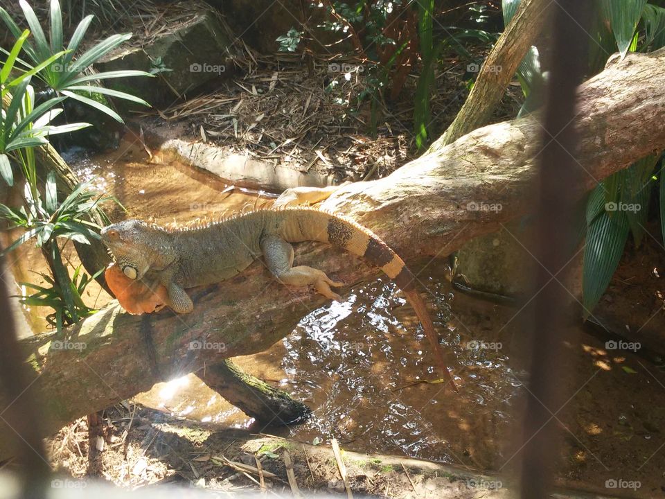 Iguana, Parque das Aves-Foz do Iguaçu
