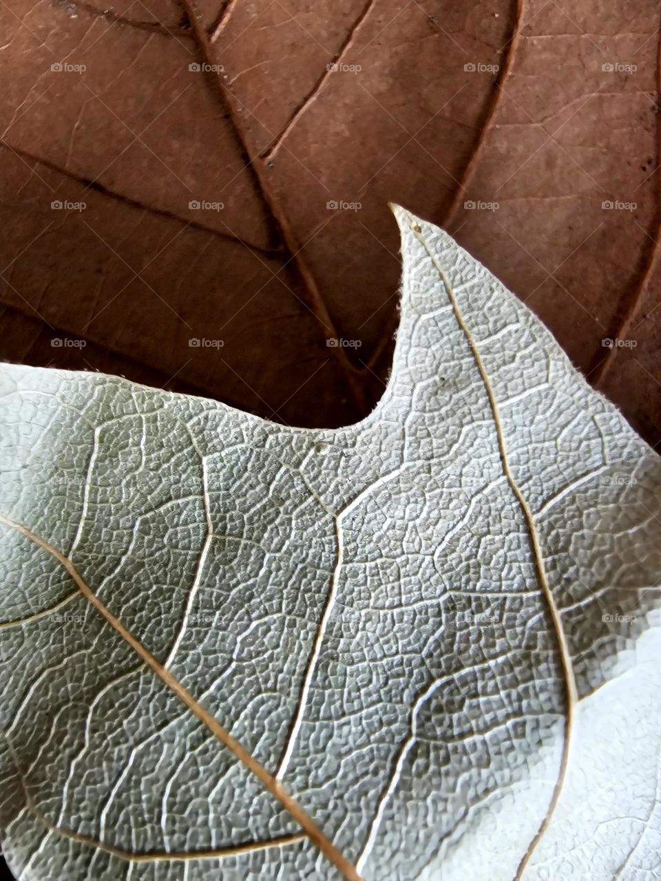 Close-up of autumn leaves in brown and olive green show their veins, their leathery surface as they dry out.