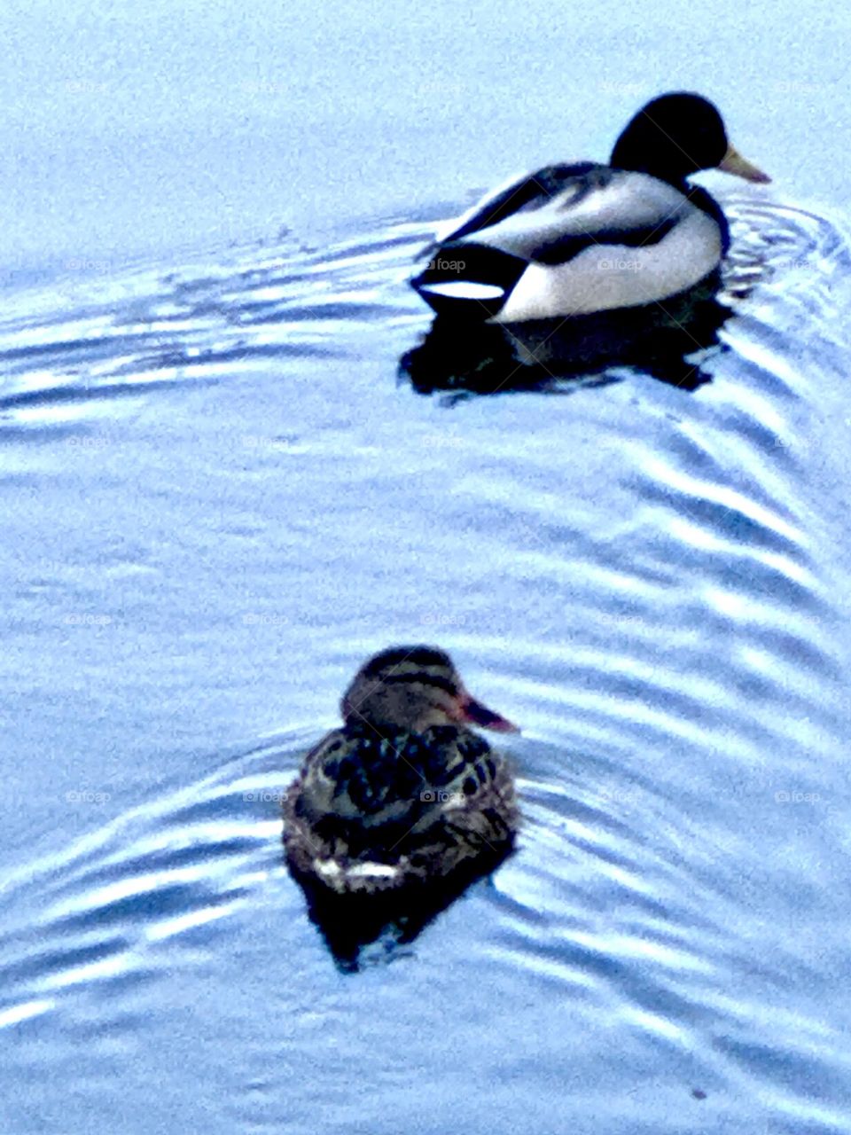 Two ducks floating along along.