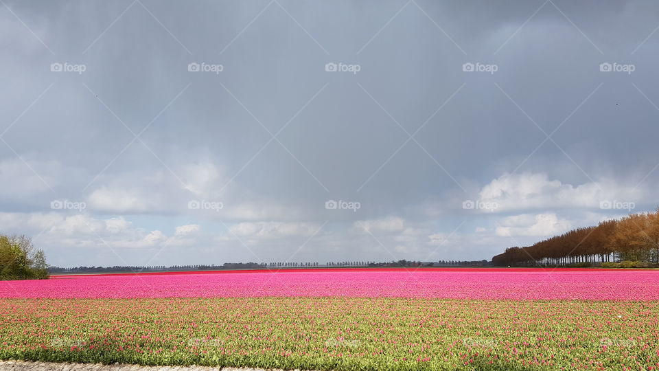 Field of pink tulips in the north of Netherlands