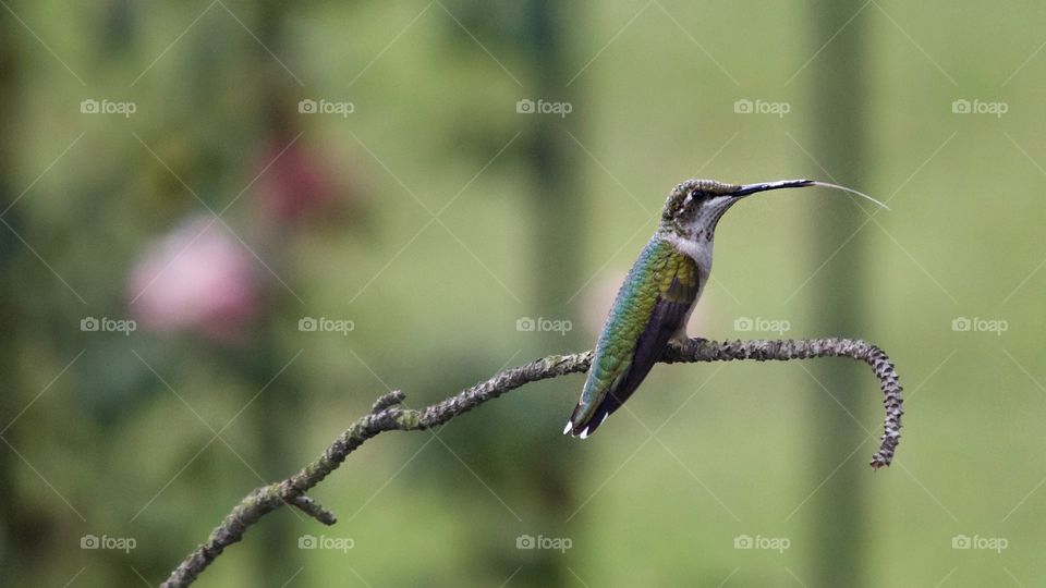 Hummingbird with tongue out