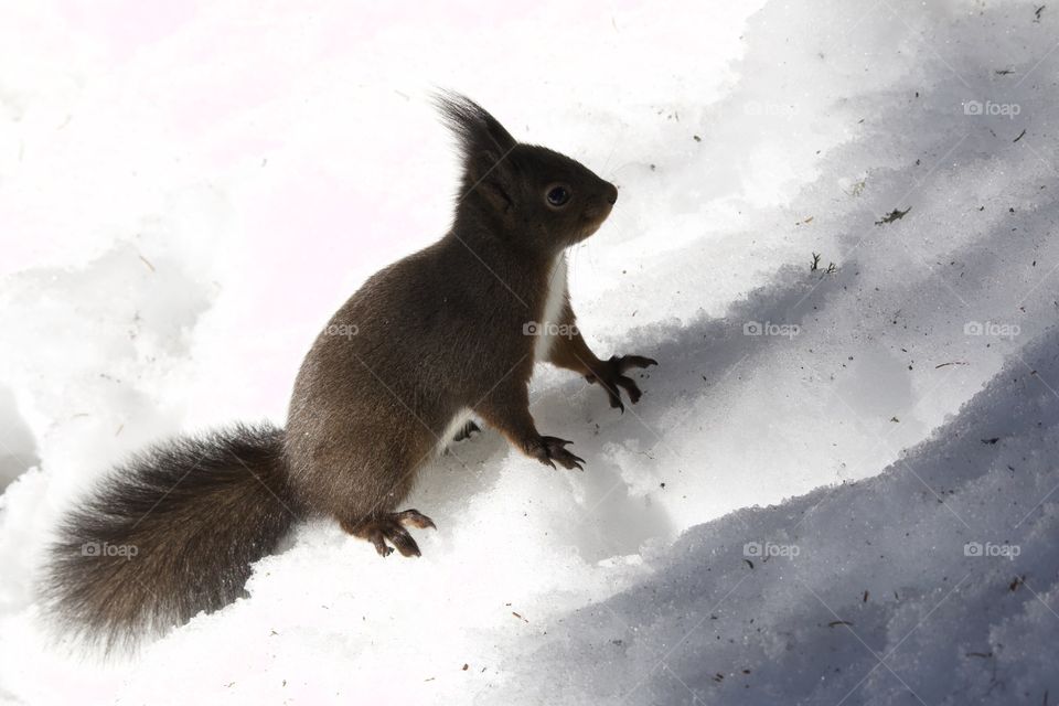 Squirell In Snow