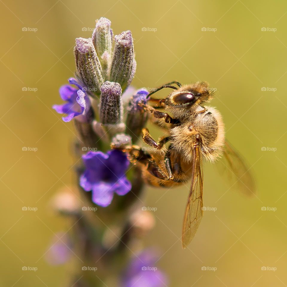 Honey bee sitting on a purple flower