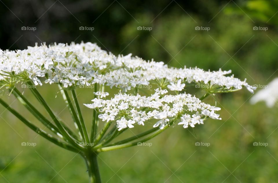 Nature. Flora