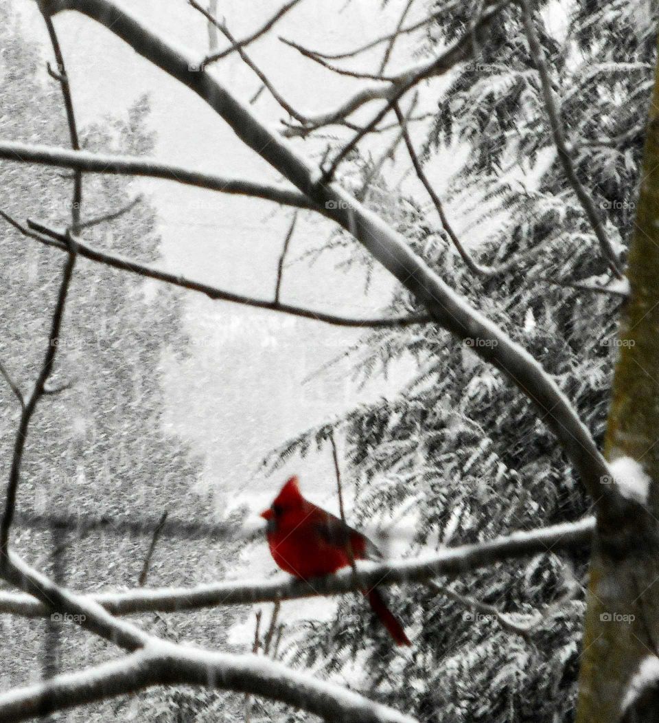 winter redbird
