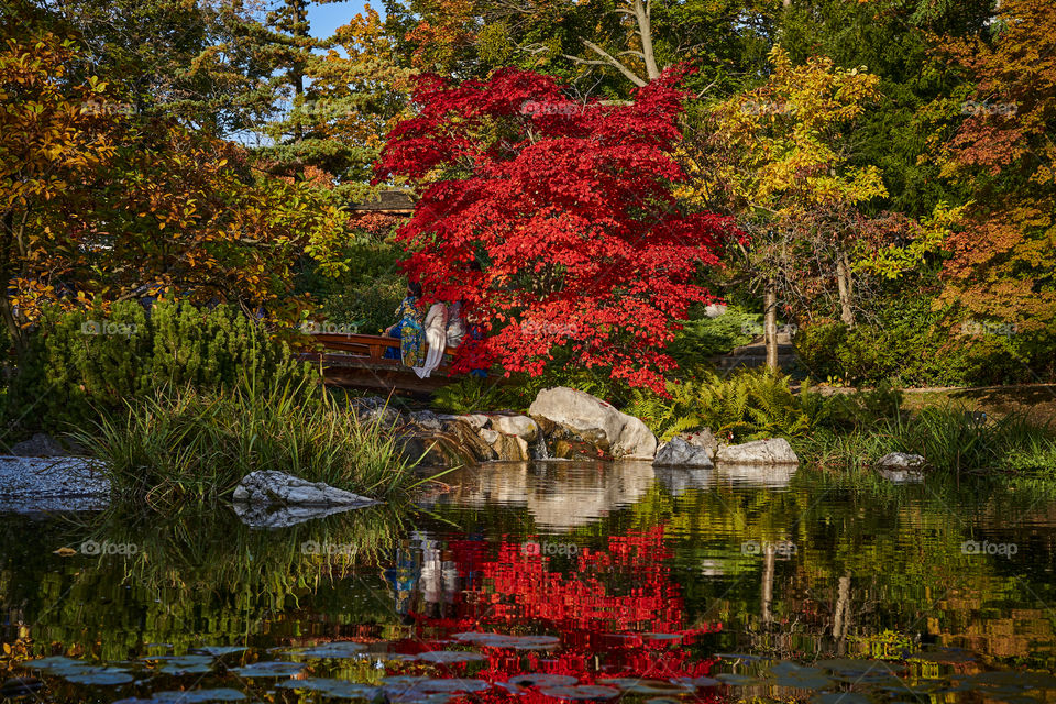 Autumn in Japanese garden. Vienna. Setagayapark.  
