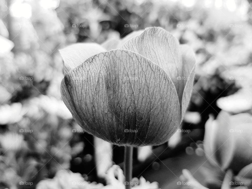 Close up of flower head in black and white.