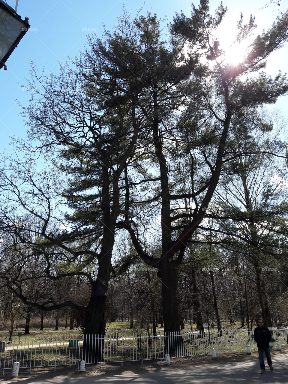 park spring time sun sunny colors colorful nature wild plants flowers amazing stunning cool nice weather hot lovely sky forest grass view splendid