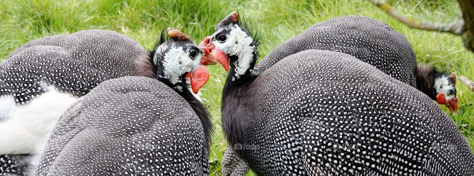 Guineafowl 
