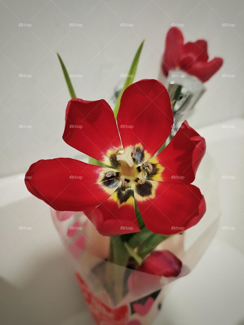 Tulipa planta maravilhosa para enfeitar casa original da Holanda .