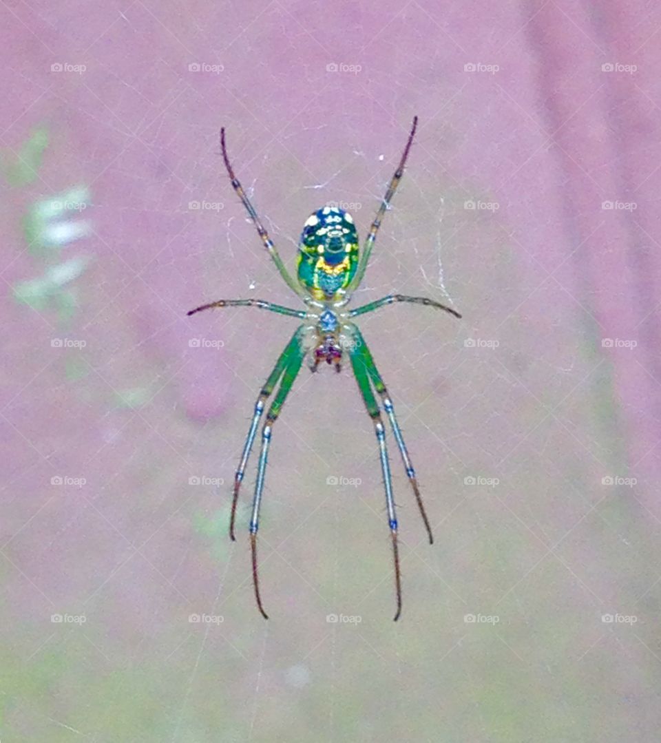 Colorful spider on its web