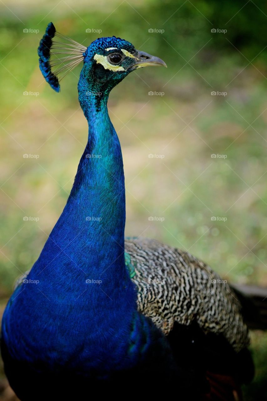 Peacock