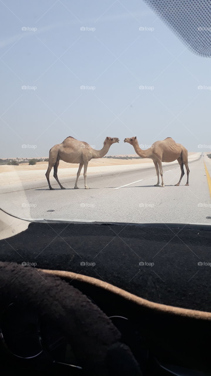 Camel in the desert of Saudi Arabia
