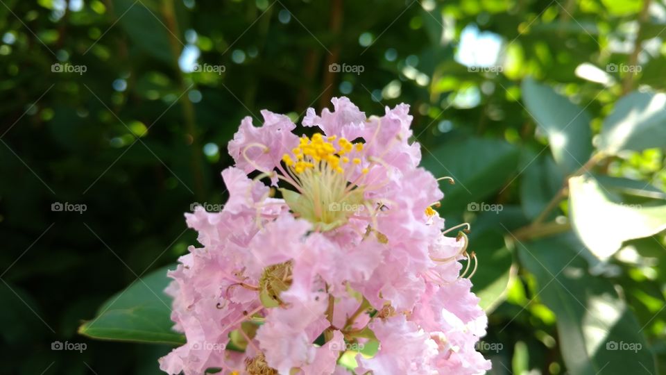 Flower, Nature, Leaf, Garden, Flora