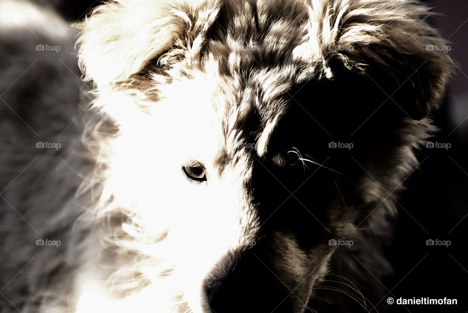 white black dog puppy by danieltimofan