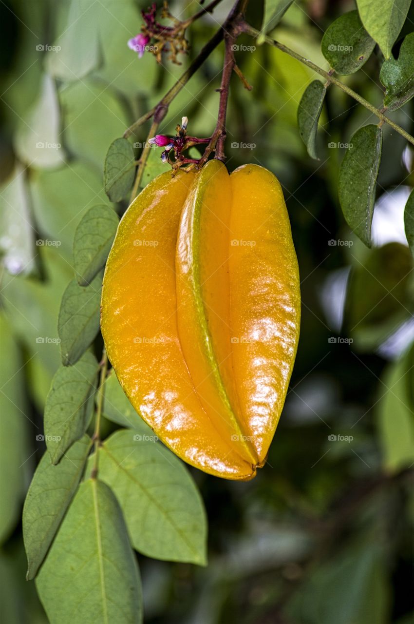 Carambola