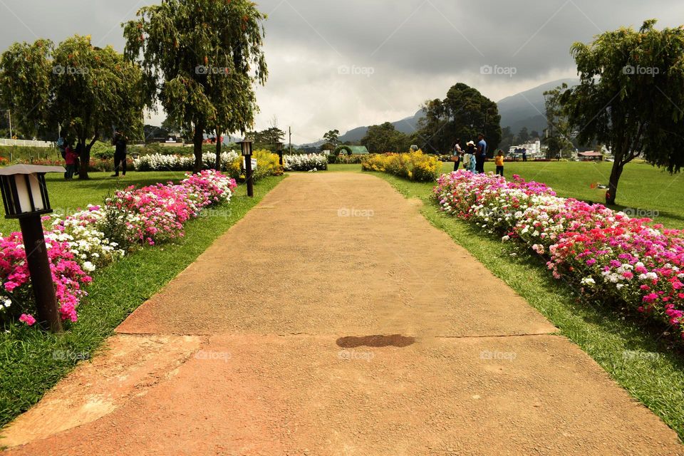 entrance of Victoria park sri Lanka .most beautiful view both side are filled small flowers