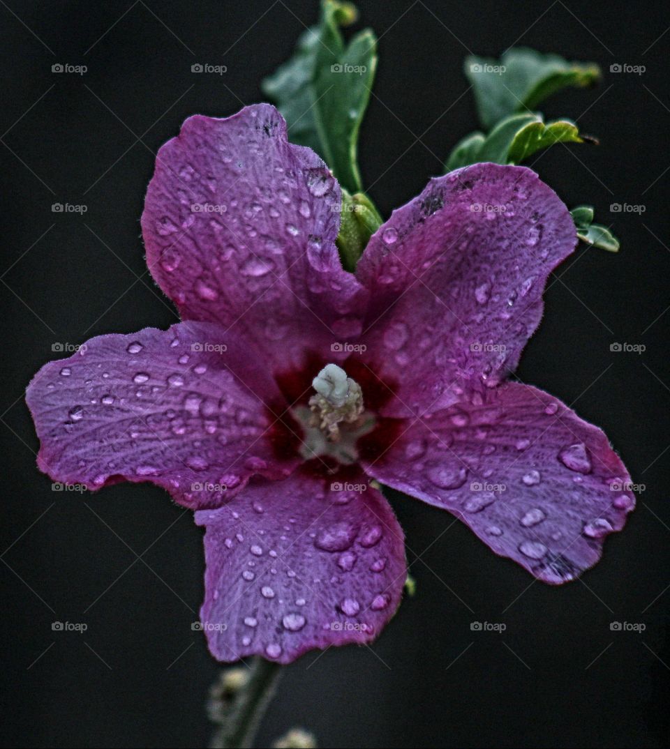 flower of drops