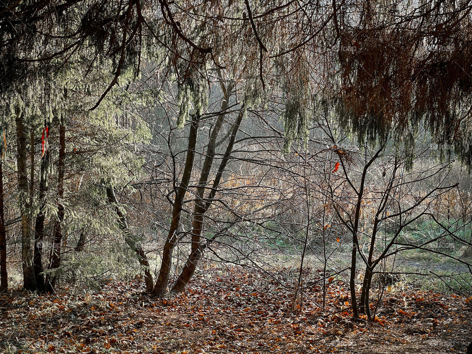 Autumn foggy forest 