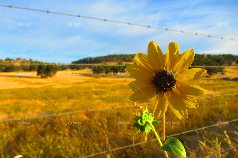 Sunflower with a country view