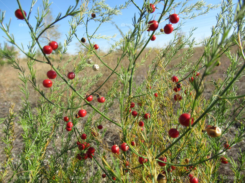 asparagus ornamental plant. plant berries that have a very attractive and appetizing appearance, while being poisonous.