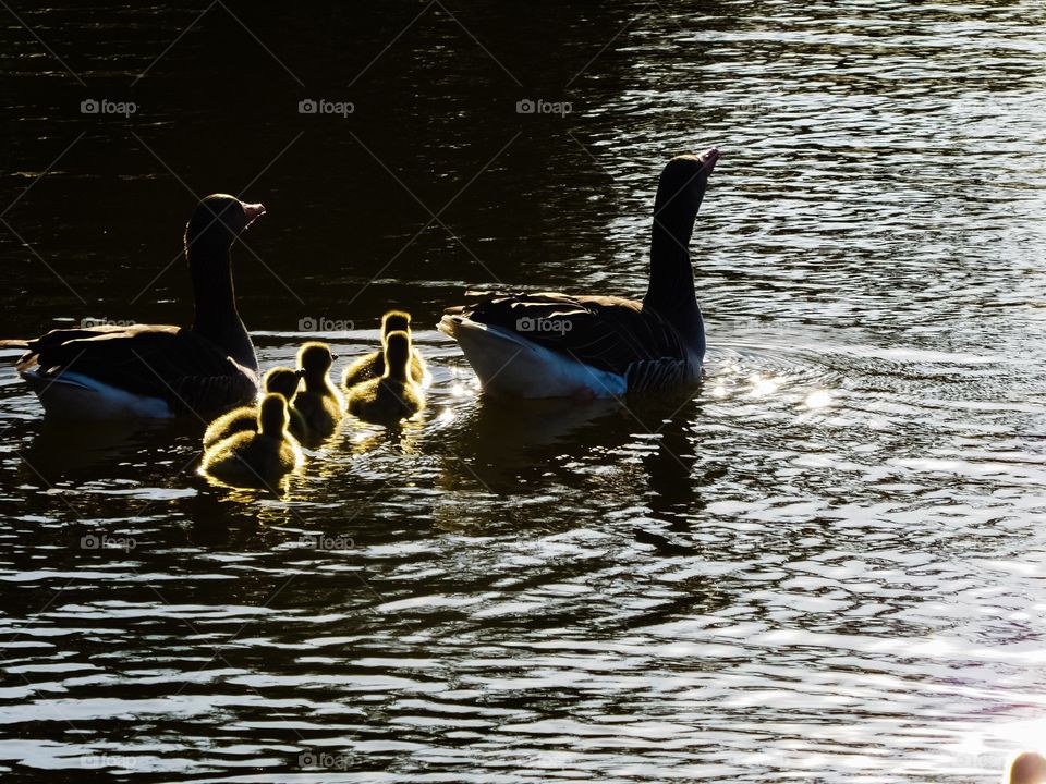 Gänse mit Jungtieren 