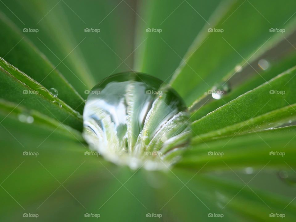 Water drop