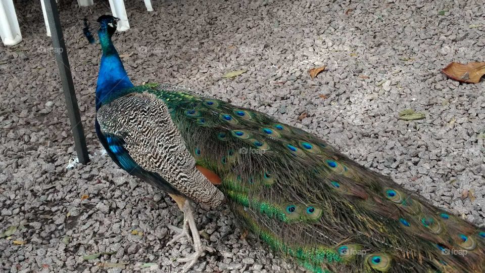 Peacock, Bird, Feather, Tail, Peafowl