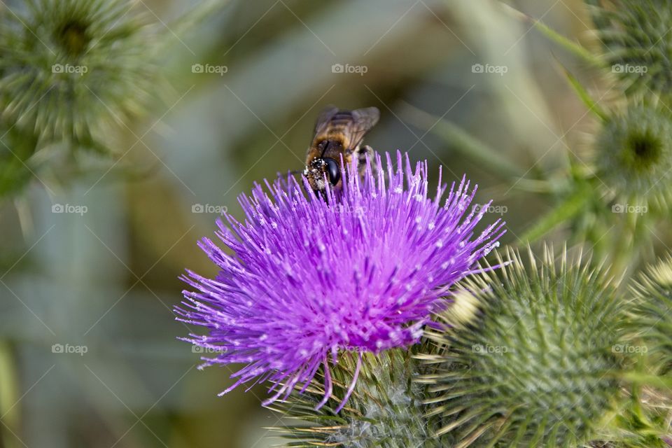 bumblebee on a thistle