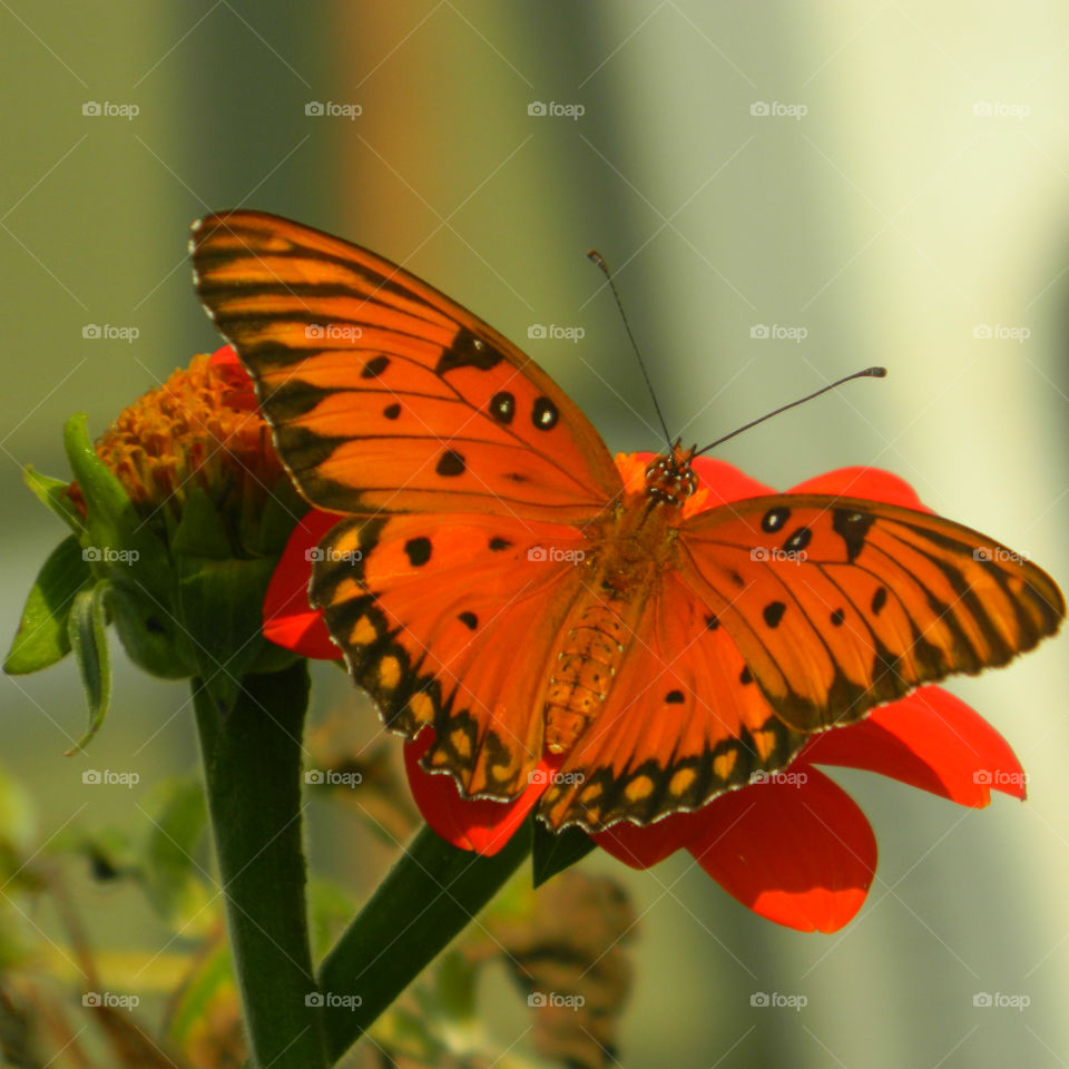 Butterfly on beautiful flower
