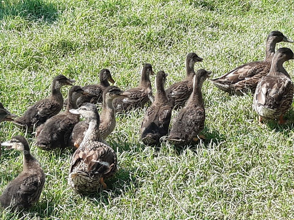 big and little ducks in my field