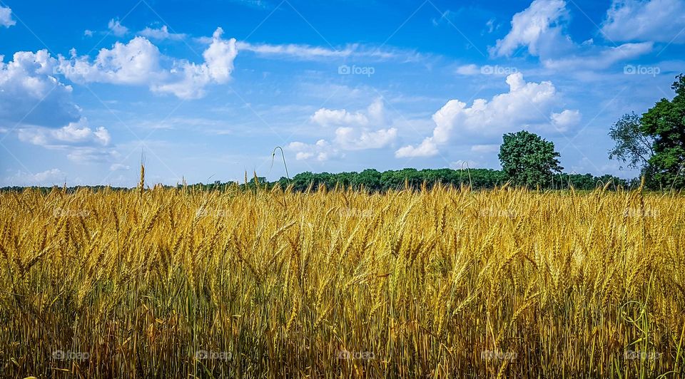 Golden field of wheat