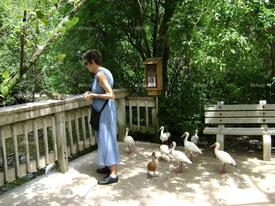 feeding the ducks. feeding the ducks