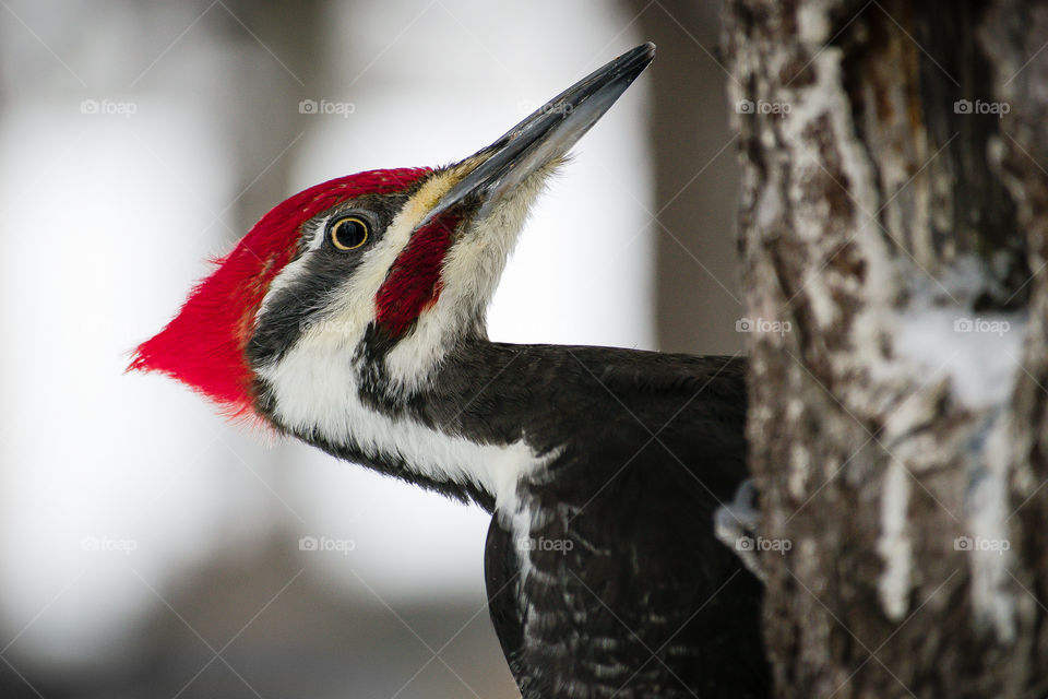 Woodpecker 