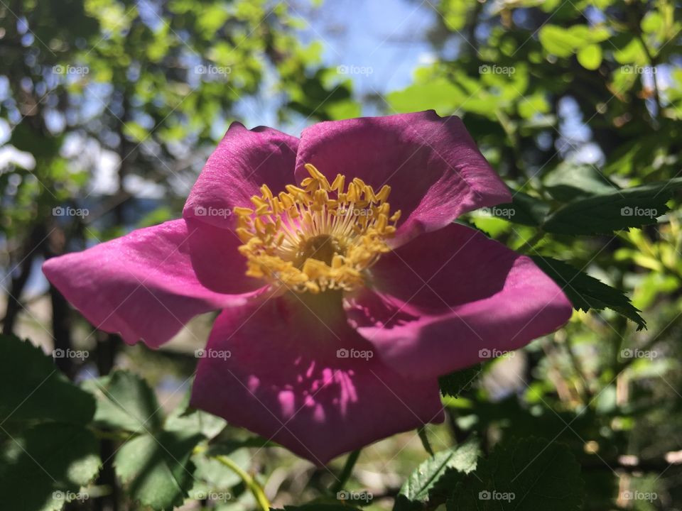 Flower, Nature, No Person, Flora, Garden