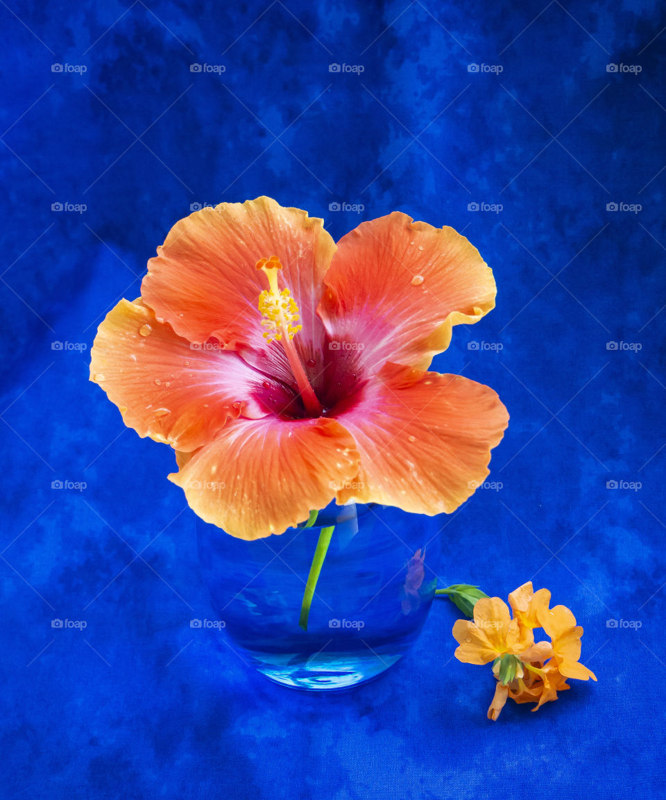 Orange Hibiscus with blue background