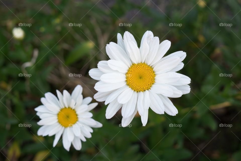 Camomile daisy flowers. Slovakia