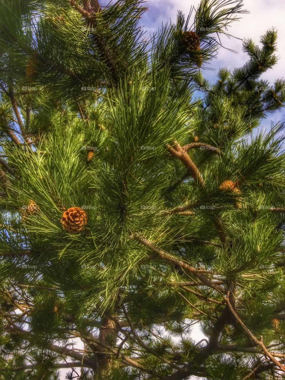 Pine tree.