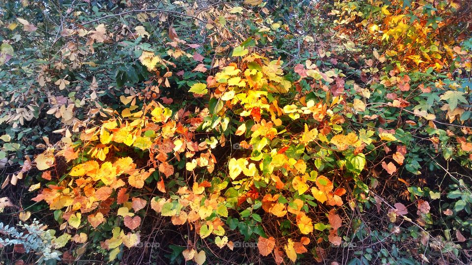 Bright fall leaves